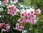 冬樱花